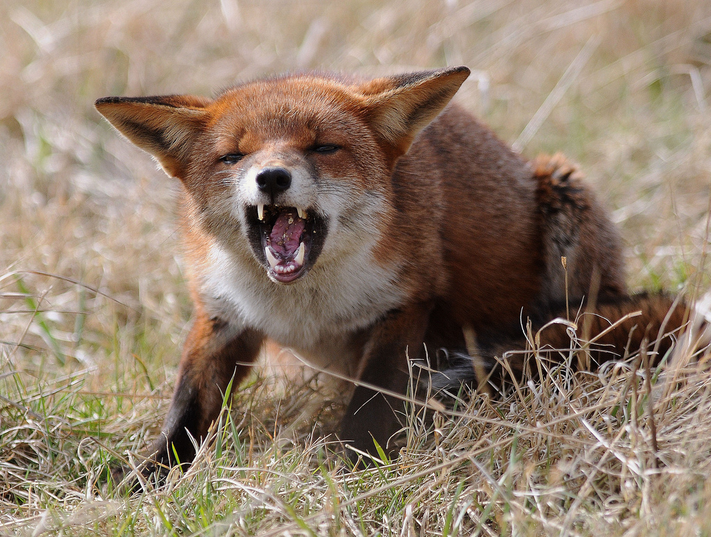 «Действуй сейчас: ты, я, сообщество» – тема Всемирного дня борьбы против бешенства в 2025 году