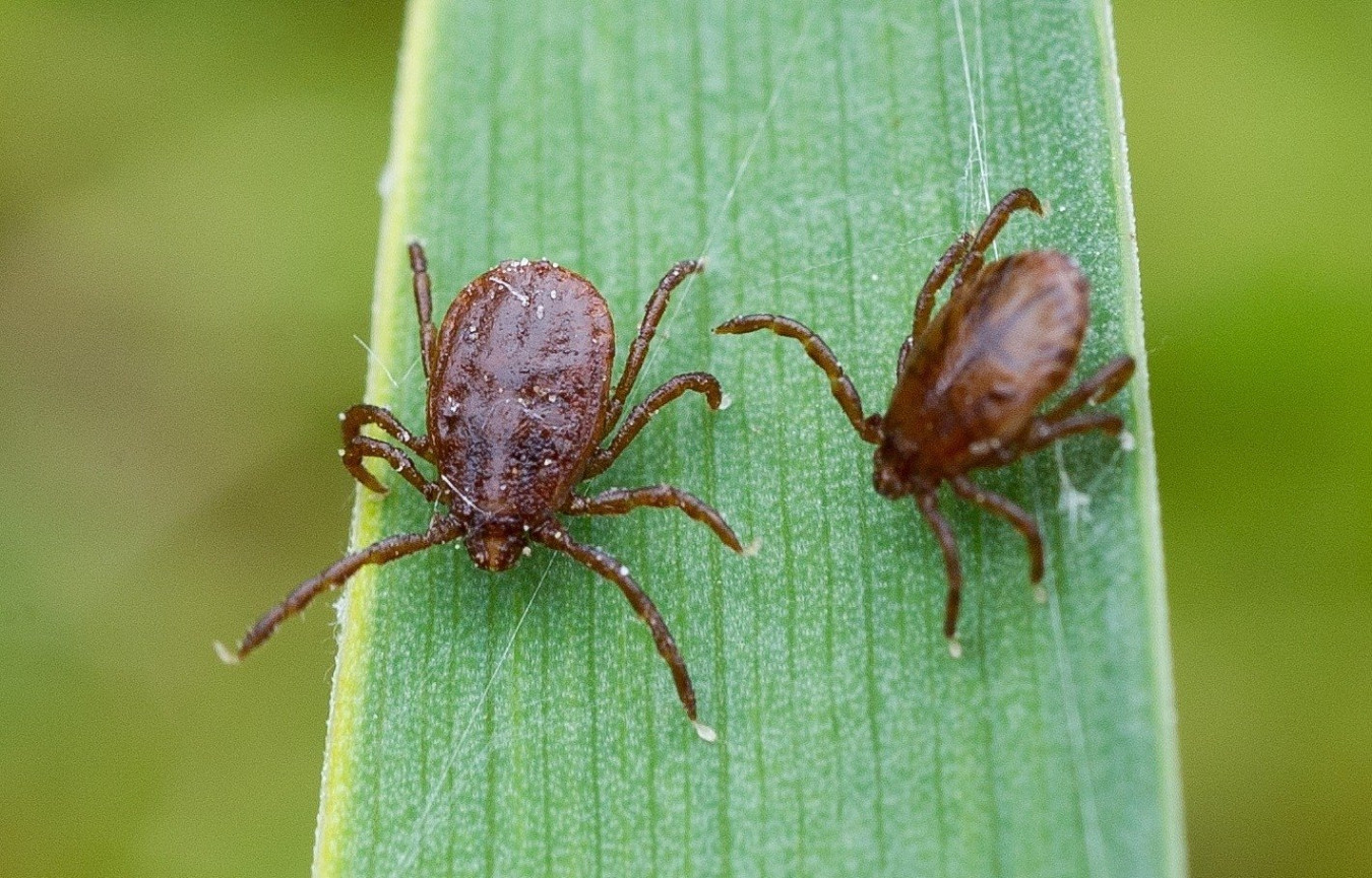 Осторожно! Клещи!