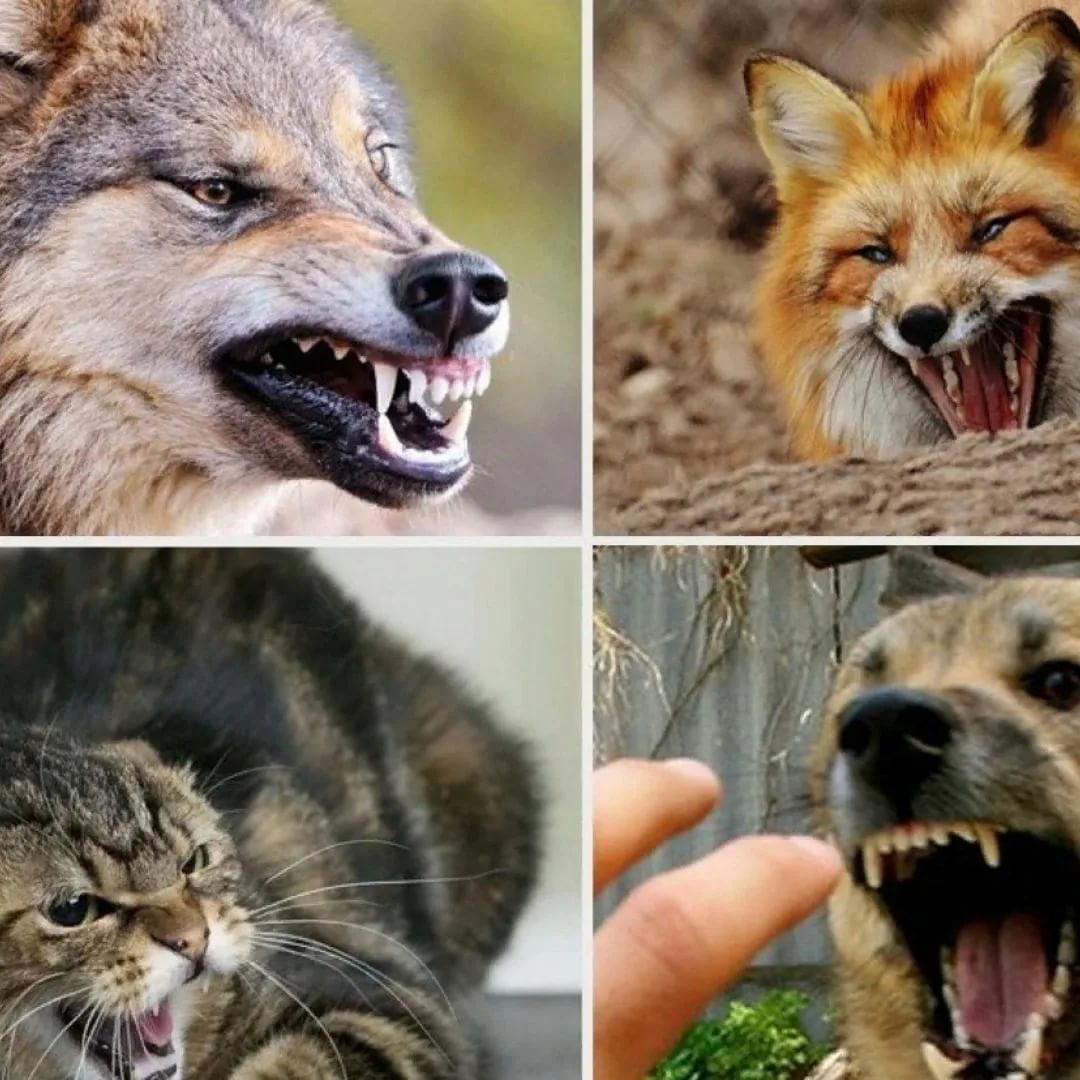 Бешенство: профилактика и меры предосторожности