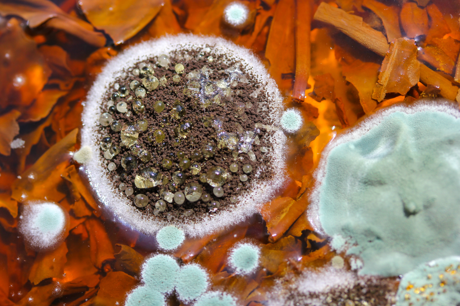 Плесень и ее влияние на здоровье человека