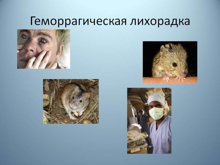 ПРОФИЛАКТИКА ГЕМОРРАГИЧЕСКОЙ ЛИХОРАДКИ С ПОЧЕЧНЫМ СИНДРОМОМ (ГЛПС)