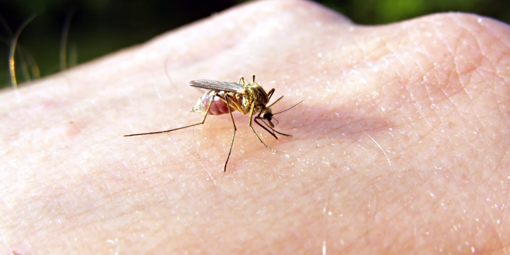 Помощь при укусах насекомых. Обзор лекарств и народных средств