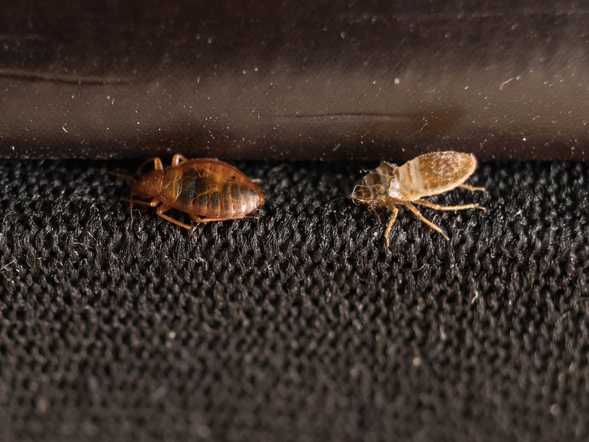 ОСТОРОЖНО КЛОПЫ