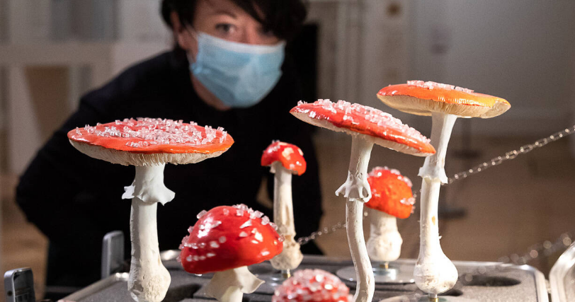 МУХОМОР – ОЧЕНЬ ОПАСНАЯ ВЕЩЬ ДЛЯ ГОЛОВНОГО МОЗГА