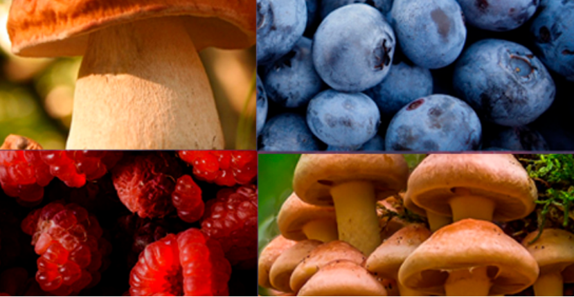 ДАРЫ ЛЕСА. БУДЬ БДИТЕЛЕН!