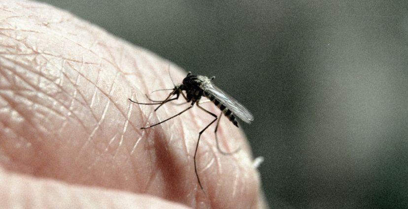 О СЛУЧАЯХ ТУЛЯРЕМИИ И ЛИХОРАДКИ ДЕНГЕ В РЕСПУБЛИКЕ БЕЛАРУСЬ