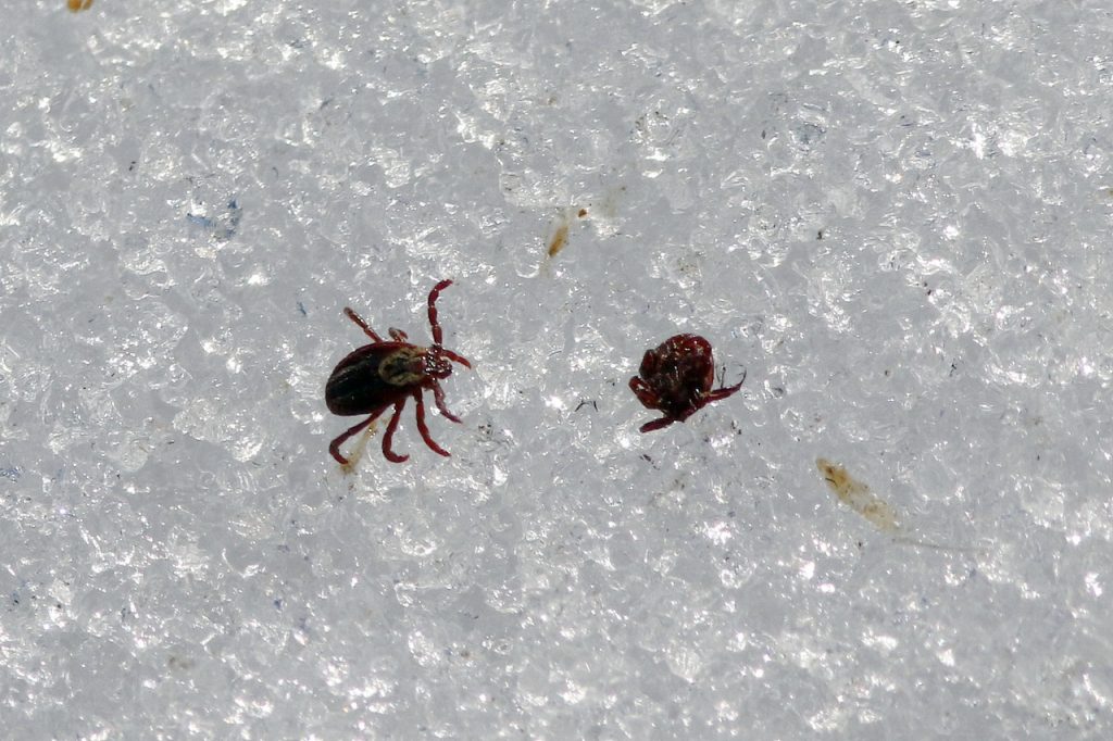 Опасны ли клещи зимой?