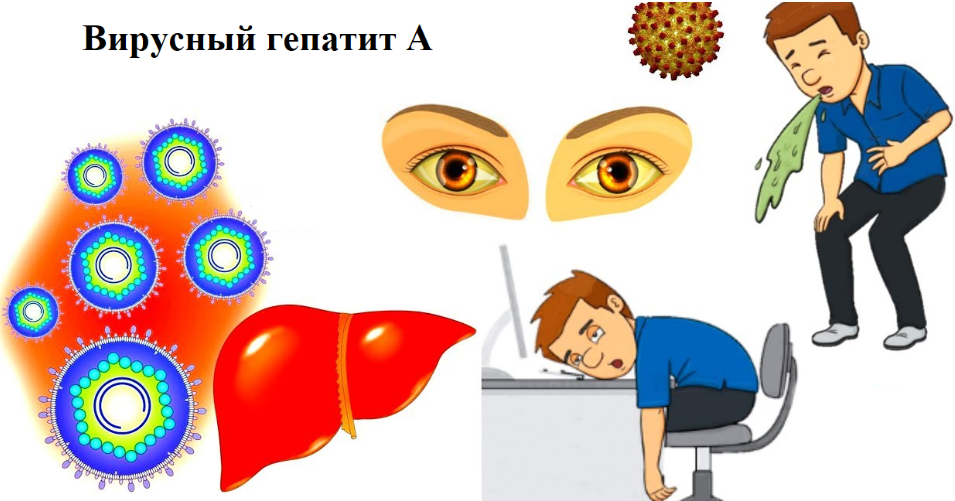 Меры профилактики гепатита А