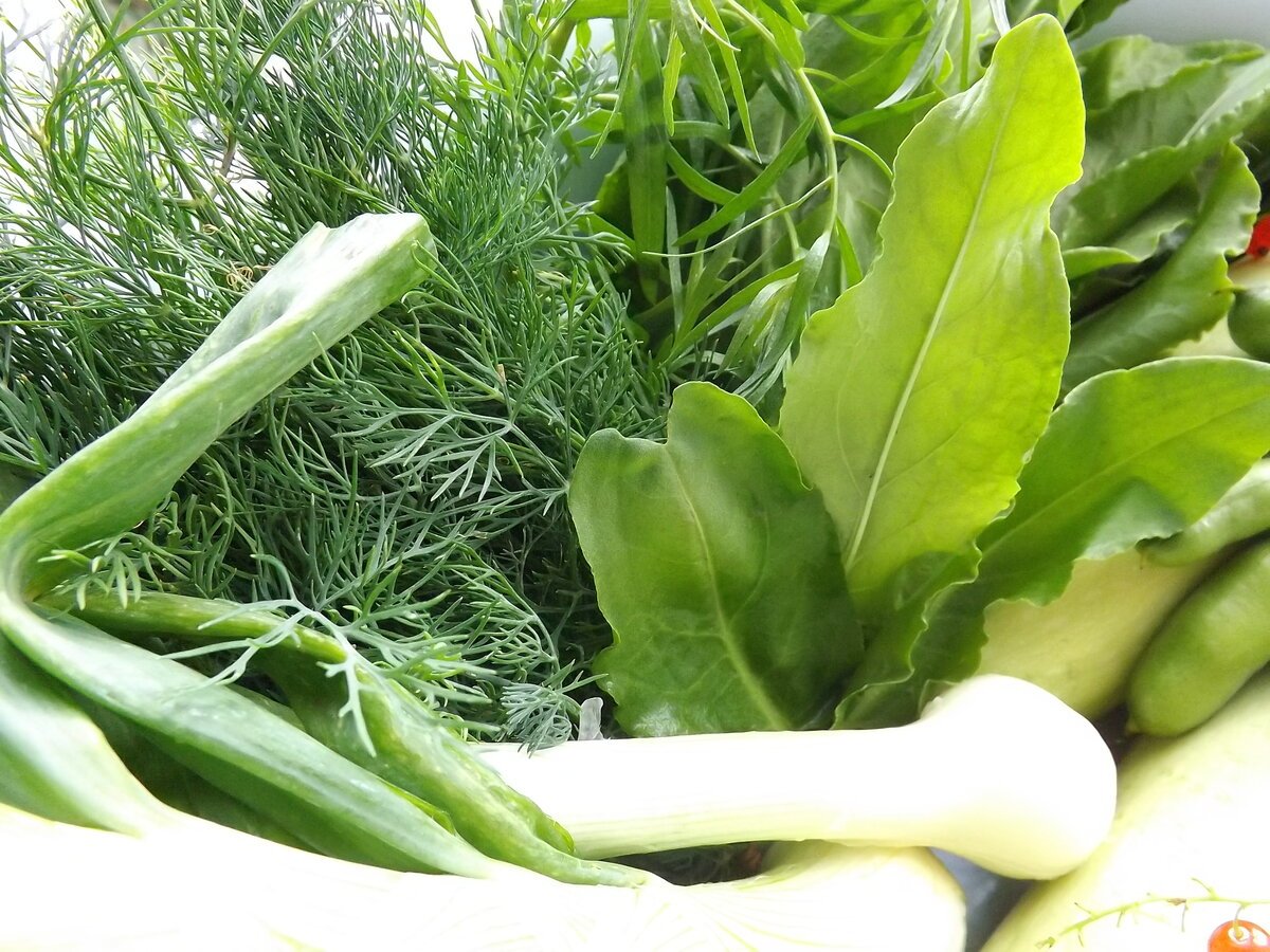 Зелень в нашем рационе