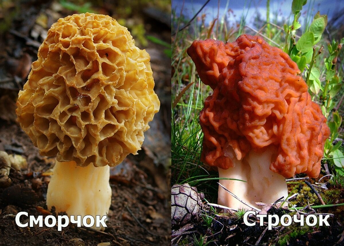 О пищевых отравлениях весенними грибами