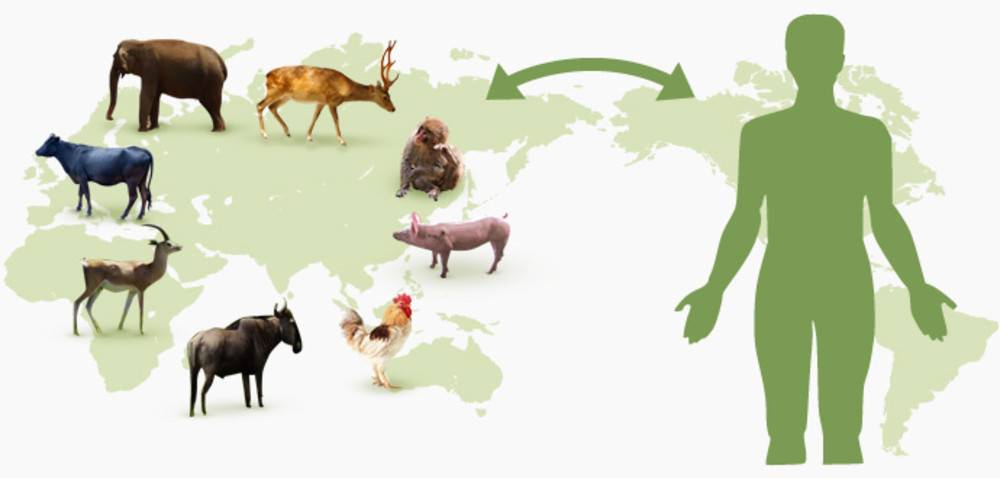 Зоонозные инфекции