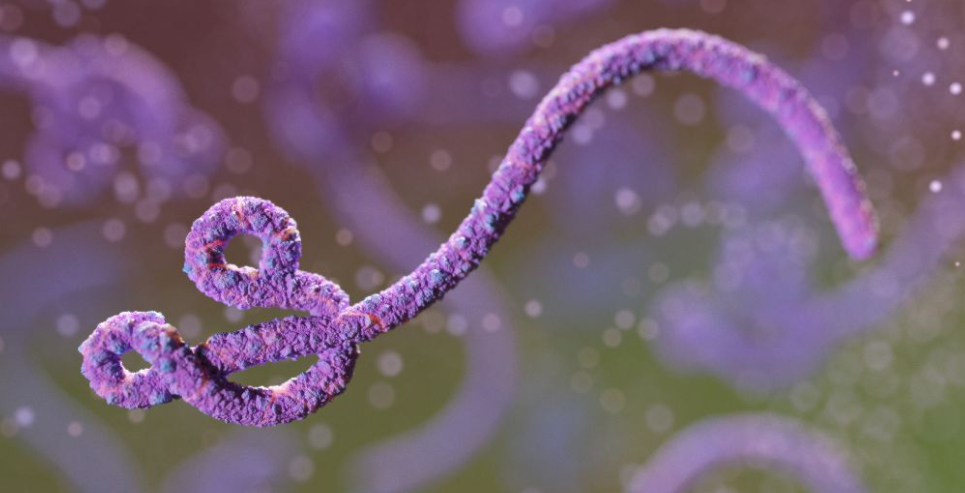 Лихорадка Эбола