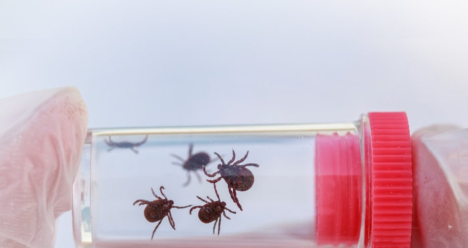 Как не заболеть Лайм-боррелиозом