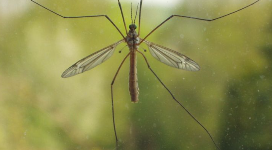 Что надо знать о профилактике малярии