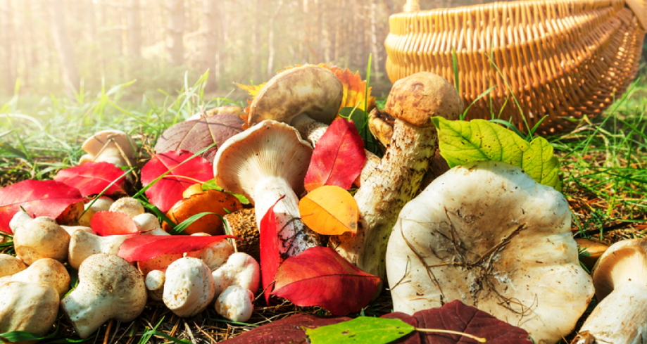 О профилактике отравлений грибами