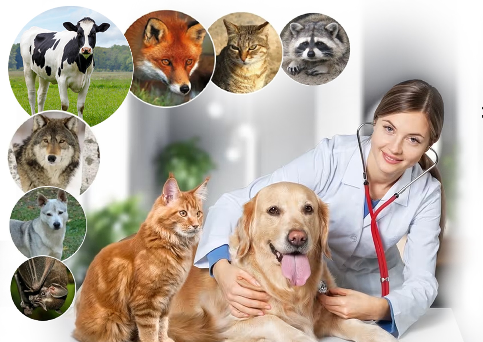 Осторожно! Бешенство!