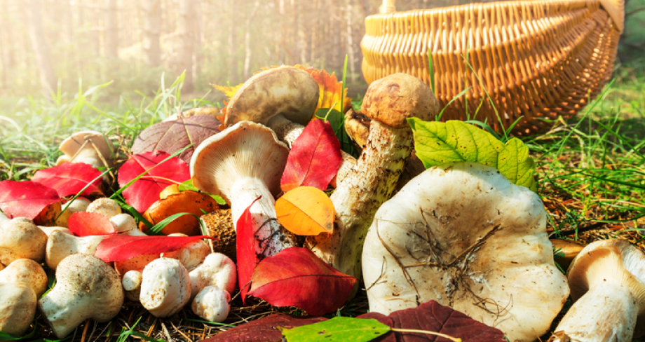 Профилактика отравлений грибами